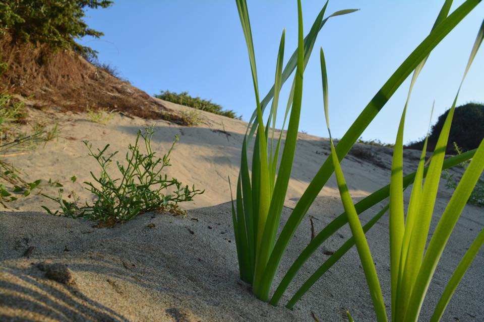 La storia delle dune di Capocotta